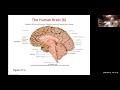 anat1 ch. 15 brain and cranial nerves