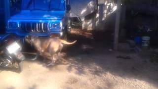 BULL MASTIFF ATTACK