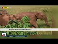 അതിരപ്പിള്ളിയിലെ തുമ്പിക്കൈ മുറിഞ്ഞ കുട്ടിയാനയെ കണ്ടെത്താൻ വനം വകുപ്പ്