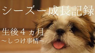 シーズー「しつけ」事情/生後4ヵ月