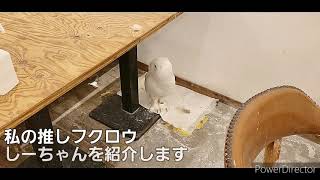 私の推しを紹介します【しーちゃん】CafeHootHoot