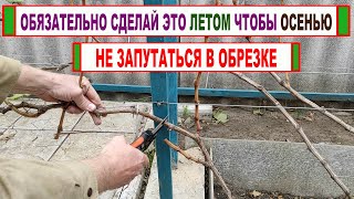 🍇 Обрезка винограда 3 год! Вот как нужно ПОДГОТОВИТЬ куст винограда ЛЕТОМ чтобы не мучится ОСЕНЬЮ!