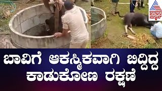 ಬಾವಿಗೆ ಹಾರಿದ್ದ ಕಾಡುಕೋಣ ರಕ್ಷಣೆ | Wild Buffalo Falls Into Open Well, Rescued | Suvarna News