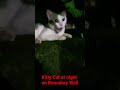 Pussy Cat at Night | Sweet kitty | Sweet Cat | Indian Cute Cat | Cute Little kitty cat #viral