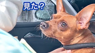 洗車機にかけられた車の中でこの世の終わり...ではなくディズニーと勘違いしはしゃぐ犬/ミニピンアイビー