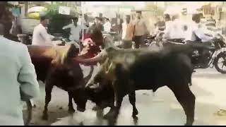 Man trying to stop cow fight