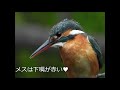 小さな巣穴に2羽も入った【野鳥撮影】カワセミ