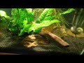 Angelfish Tank: Water Change And New Fish