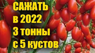 Этот ТОМАТ растёт ГРОЗДЯМИ, Скороспелый, без ухода, без ПАСЫНКОВАНИЯ до самых МОРОЗОВ урожай