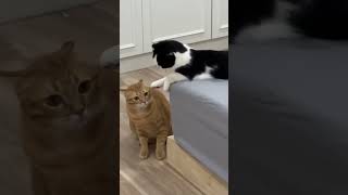 Cute & funny cats- Compilation of the best cat videos