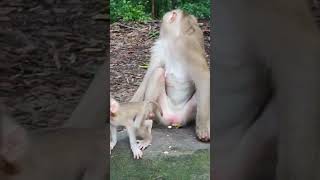 LUNA small baby Cute  Monkey_😍💖 BU6 #shorts #animals #viral #shortsvideo #youtubeshorts #monkeys