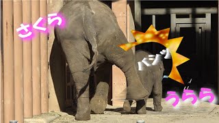 🐘うららチャン🐘”さくら”に蹴飛ばされる!!!【東山動植物園】うらら最新情報