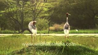 The world's TALLEST flying bird - the Sarus Crane of India!