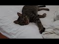 【保護猫】とにかくだらける猫、わさび（笑） wasabi～ the ex street cat～ he’s a super lazy cat today