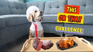 My dog tried beagle’s hardest challenge. ✨This or That Challenge ✨🥩🍗🐶