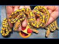 These Snakes Are Unreal! Hypo Dg Combos