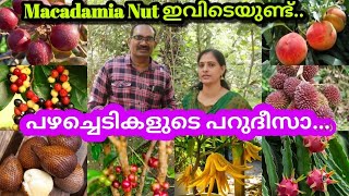 വിദേശ പഴച്ചെടികൾ നമ്മുടെ നാട്ടിൽ കായ്ച്ചുനിൽക്കുന്ന അപൂർവ്വ കാഴ്ച😍#Exotic Fruit Plants#Macadamianut