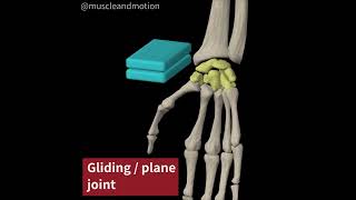 3- TYPES OF SYNOVIAL JOINTS: PLANE JOINT