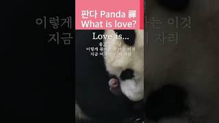 판다 선禪 - 사랑이란 무엇인가? What is love?