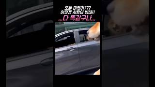 여자보고 반해버린 남친!! 막장이 따로 없네!! 이게 현실에서 가능해??                       #funny #웃긴영상 #강아지 #animals