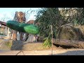 tiger brothers attack giant pickle