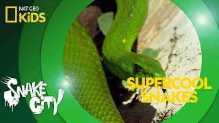 Supercool Snakes | Snake City