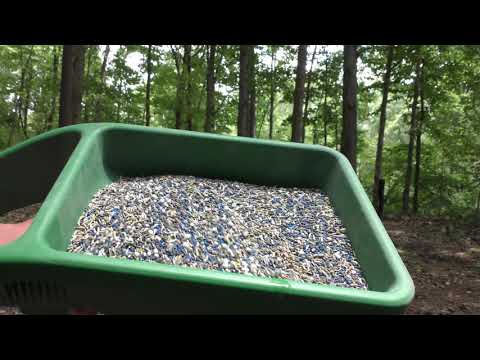 Imperial Whitetail No Plow Food Plot - YouTube