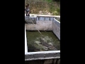 Crocodile farm desaru