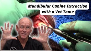 Mandibular Canine Extraction with a Vet Tome