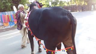 Animal for sale weight 400kg demand 7lakh