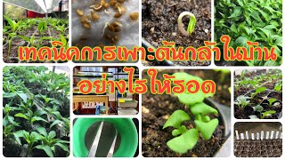 เทคนิคการเพาะต้นกล้าในบ้านอย่างไรให้รอด ปลูกผักเมืองหนาว