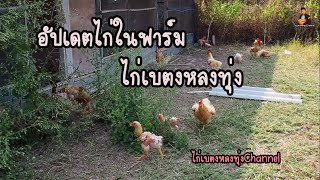 อัปเดตจำนวนไก่ (4/3/63) ในฟาร์มไก่เบตงหลงทุ่ง อ.ดอยสะเก็ด จ.เชียงใหม่