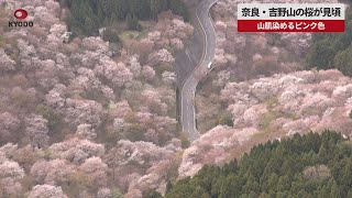 【速報】奈良・吉野山の桜が見頃 山肌染めるピンク色