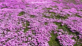 国田家の芝桜４K