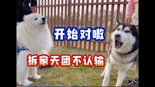 当萨摩耶和柴犬遇到二哈！哈哈哈哈哈哈哈