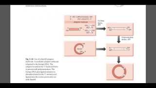 Role of linker and adaper DNA