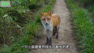 狐狸挡住老人求救，死活不肯让开！被救后偷偷回来报恩，成精了