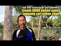 Lahan gambut 2Ha full nanas tumpang sari sawit