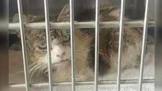 殺処分寸前だった猫。動物シェルターの奥の部屋から助けを求める眼差しを感じた女性は…【感動】