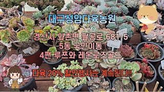 대구성암다육농원  5동 국민이동  -  4편 루쯔와 레몬로즈골드