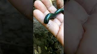 Millipede Hitam #snailhunter #milipede #kakiseribu #bigmillipedes #luwing #kakiseribuhitam