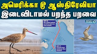 13,560 கி.மீ பறந்து சாதனை படைத்த பறவை | Bar-Tailed Godwit Bird | World Record | America To Australia