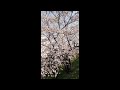 jr和歌山線岩出駅付近の桜