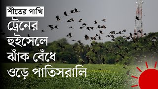 পরিযায়ী পাখির ওড়াওড়িতে মুখর সিলেটের বগাজান হাওড় | Migratory bird in Sylhet