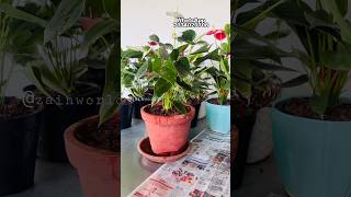 അന്തുറിയം റീപോട്ട് ചെയ്യാം ഇതേപോലെ/Potting Mix/Gardening Malayalam/Zain World