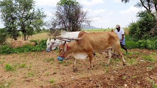 పత్తి పంటలో సేద్యం చేస్తున్న రైతు-cotton farming in telugu-ox farming-bulls video-rk-bulls videos-ox