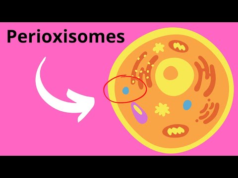 What is peroxisome and its function?