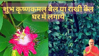 कृष्ण कमल ya राखी बेल की कटिंग कैसे लगायें |  Passion Flower plant propagation using cutting