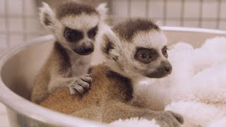 Twin Ring-Tailed Lemur Babies Get Health Checks and Debut at the San Diego Zoo