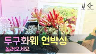 두구화훼에서 데리고온 아이들#다육이